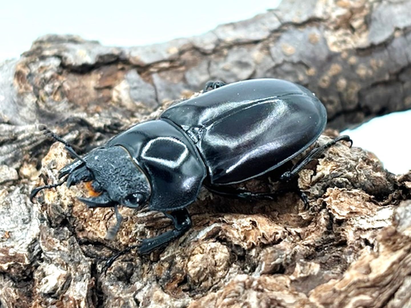 バンダイ 1992年 モスラ成虫 ソフビ フィギュア スタンド付き Yahoo